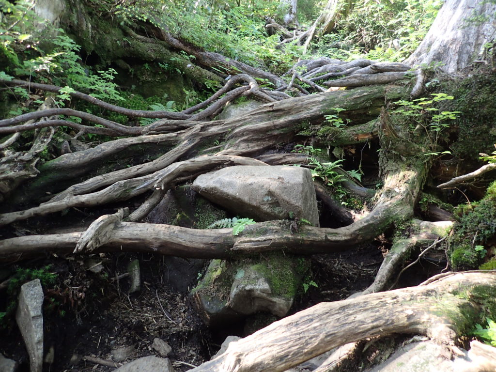 武尊山の剣ヶ峰山ルートの木の根っこ
