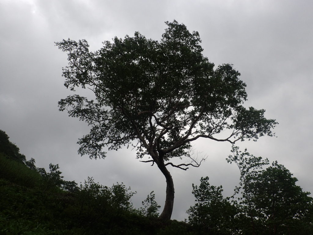 飛騨沢カールの宝の木