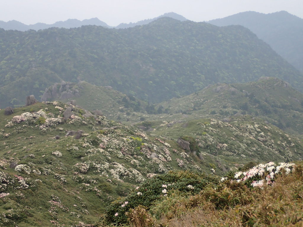 山肌に群生するヤクシマシャクナゲを上方から撮影