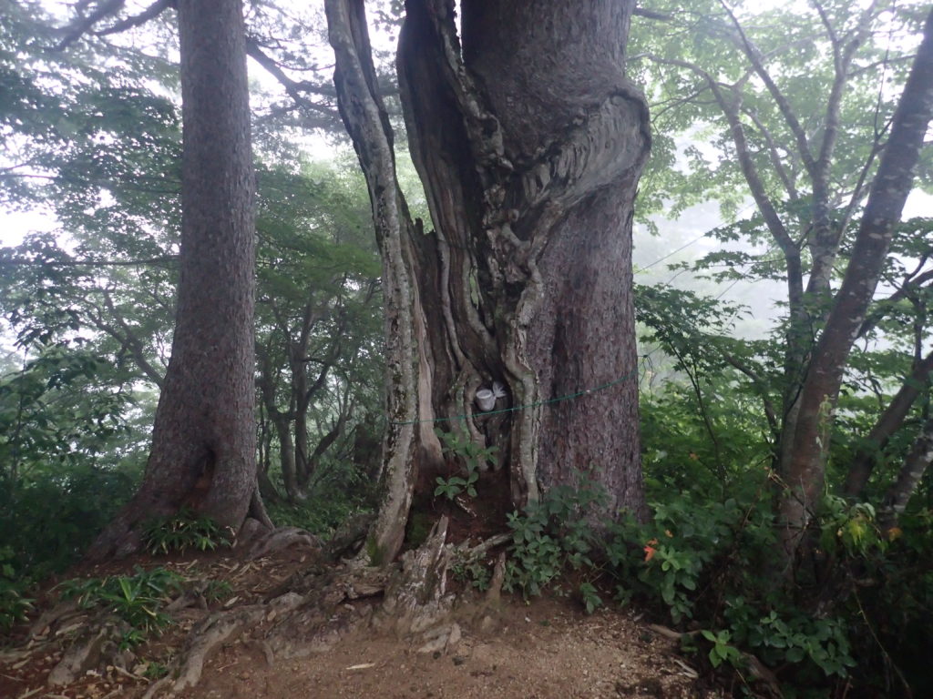 朝日岳登山道の合体の木