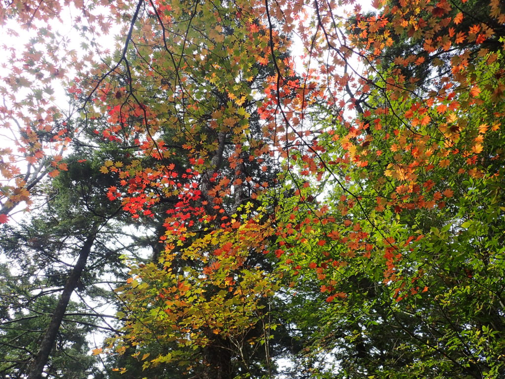聖岳の便ヶ島ルート登山道の紅葉