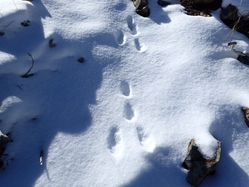 仙丈ヶ岳稜線のウサギの足跡