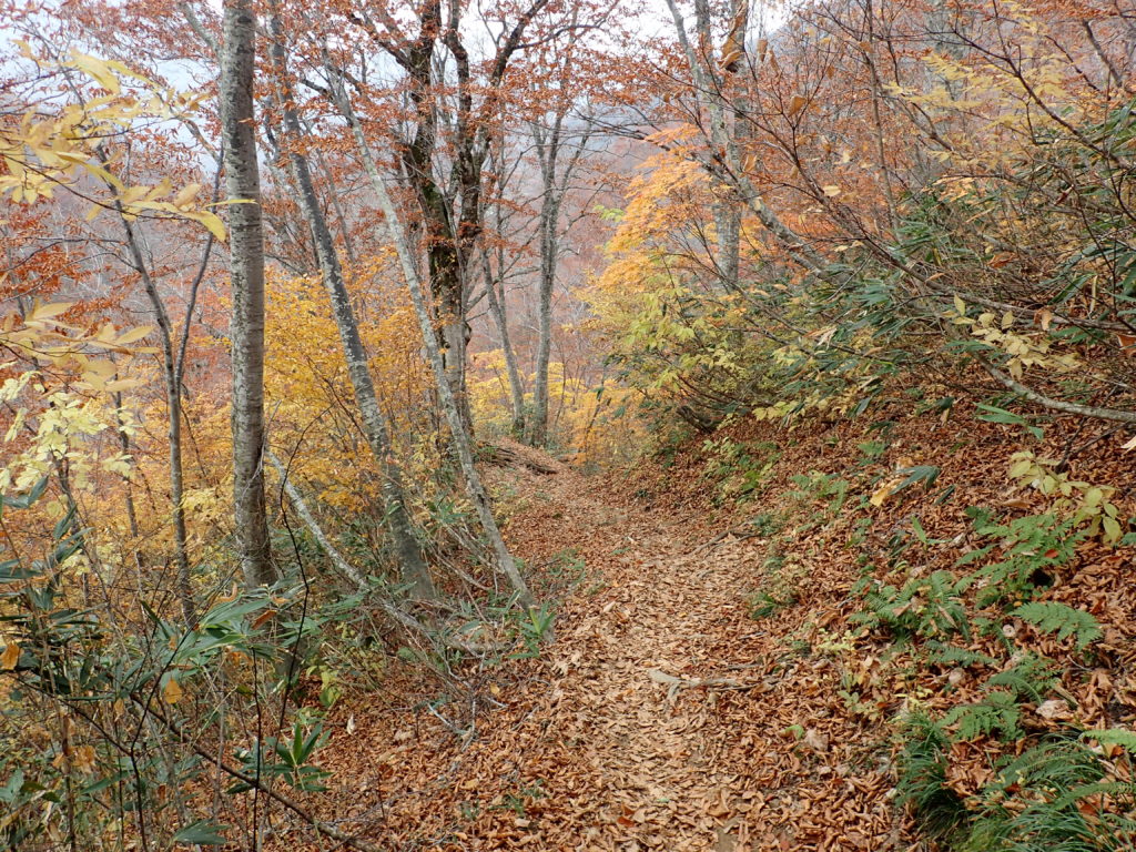 雨飾山登山道の紅葉