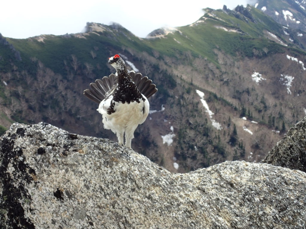 6月の燕岳登山で会うことができた羽を広げたオスの雷鳥