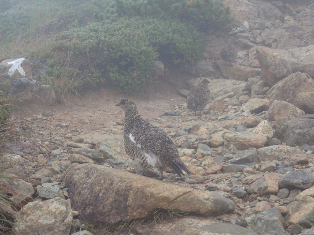 双六岳と三俣蓮華岳の間の登山道で会うことができた雷鳥