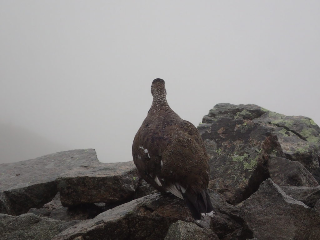 雨と霧の前穂高岳に続く重太郎新道で会うことができた雷鳥