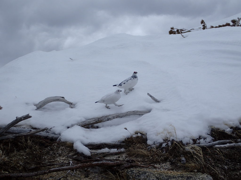 残雪の燕岳稜線で出会うことができたつがいの雷鳥