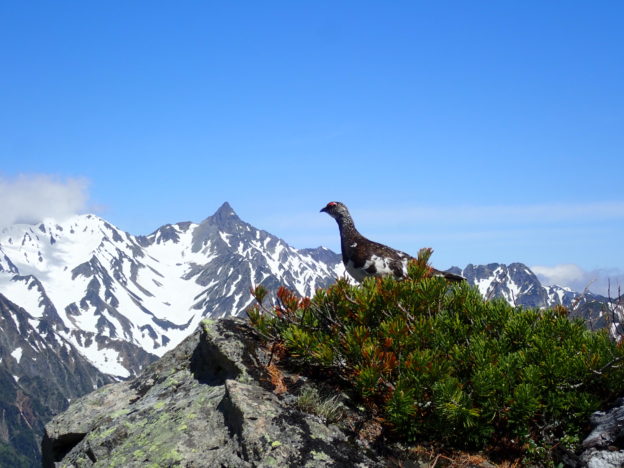 蝶ヶ岳登山で撮影した雷鳥と槍ヶ岳