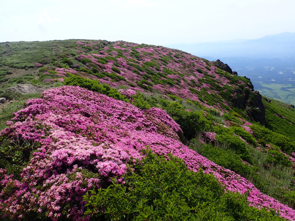九州にある日本百名山の久住山を登山した後に撮影した稜線を埋め尽くさんばかりのミヤマキリシマ