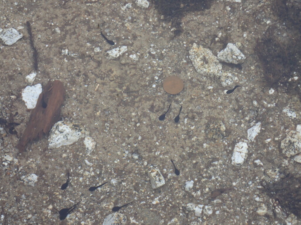 屋久島にある日本百名山の宮之浦岳を登山した時にオリンパスの防水デジタルカメラタフで撮影した花之江河のオタマジャクシ