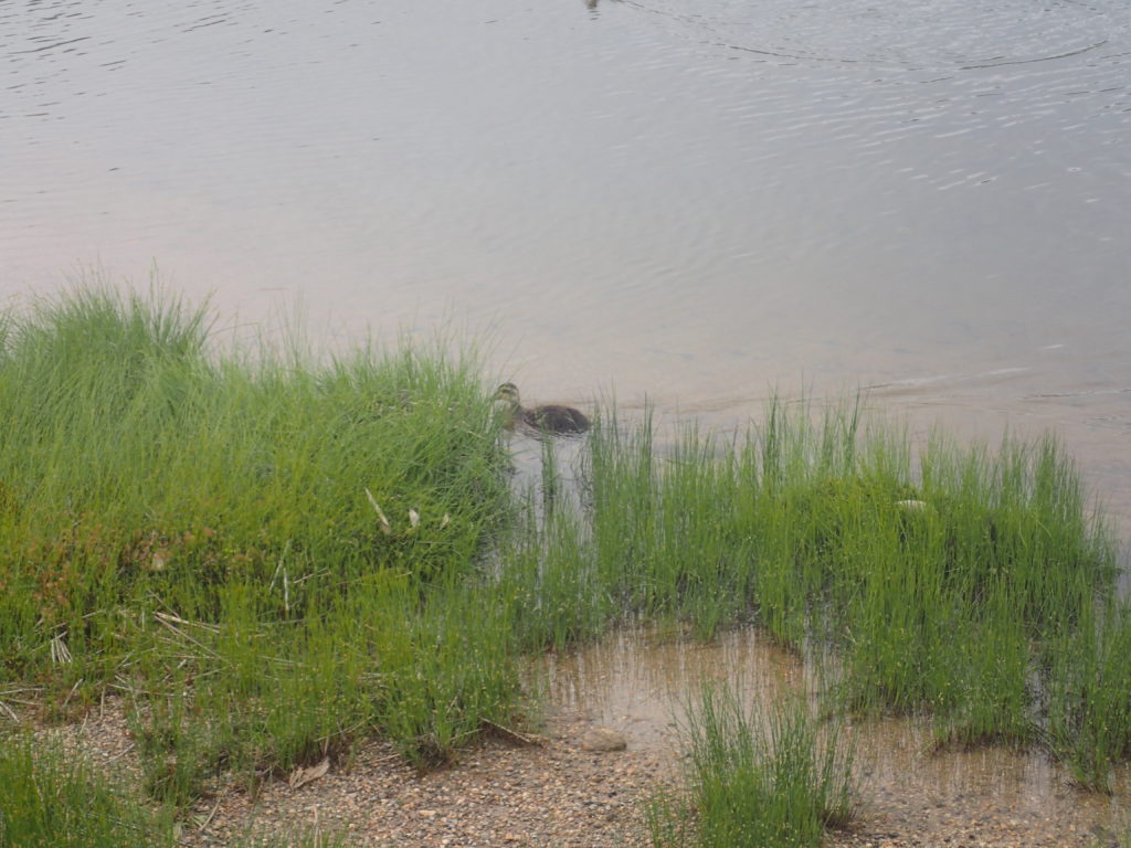 草津白根山の弓池を泳ぐカモ