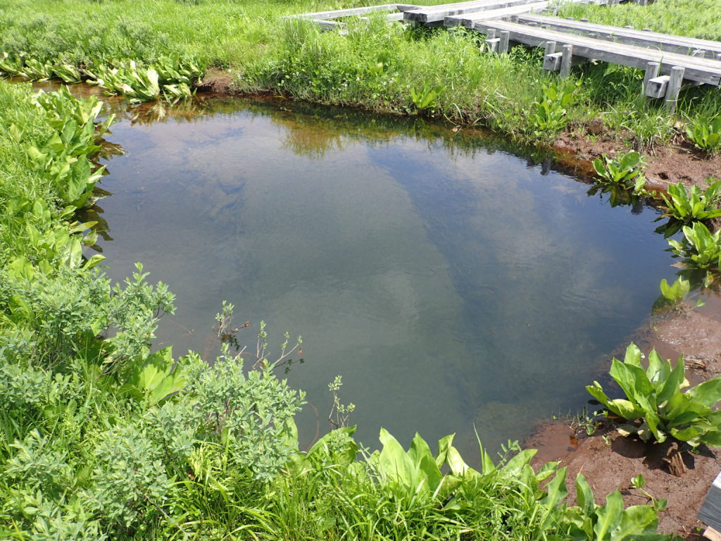 尾瀬の竜宮現象出口(湧出点)の池