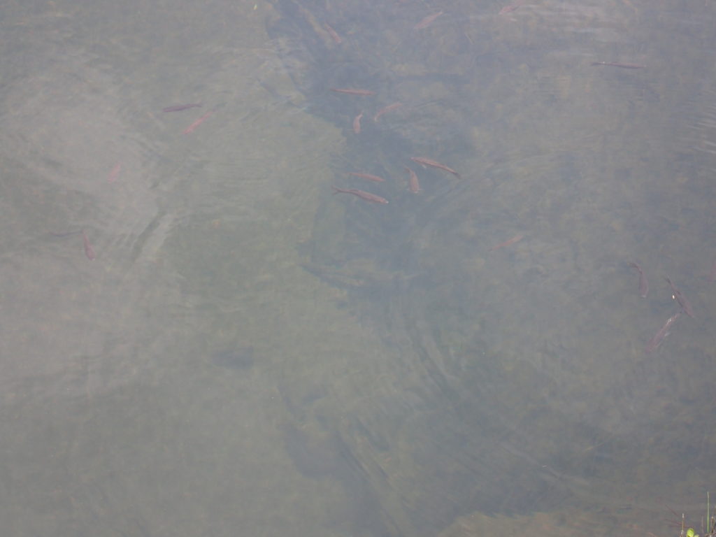 尾瀬の竜宮現象出口(湧出点)の池を泳ぐ魚