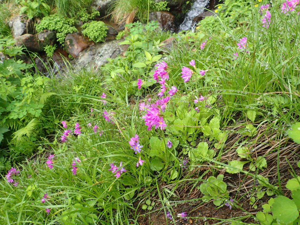 岩木山に咲くミチノクコザクラ