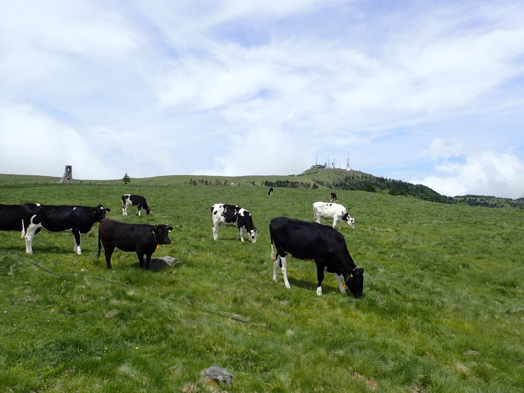 美ヶ原高原の牧草地の牛