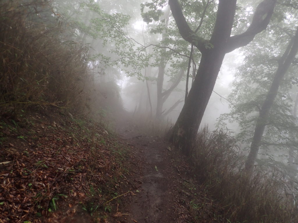 霧が立ち込める雲取山鴨沢登山道