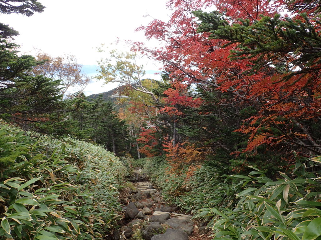 御嶽山の王滝ルートの紅葉