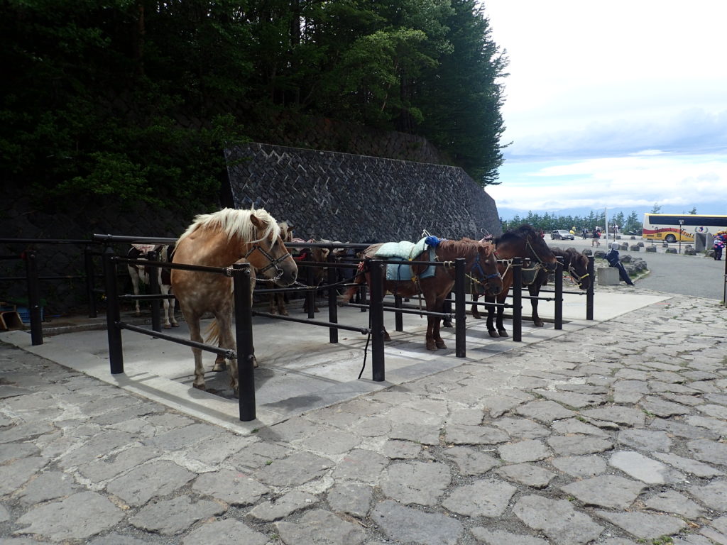 富士スバルライン5合目の馬