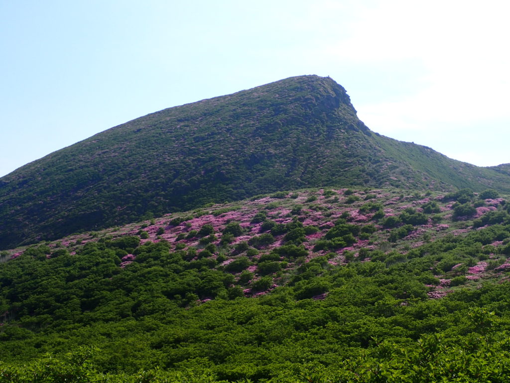 九重山(久住山)のミヤマキリシマの群生