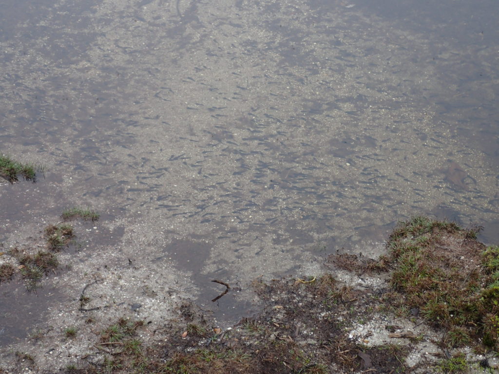 花之江河のオタマジャクシ