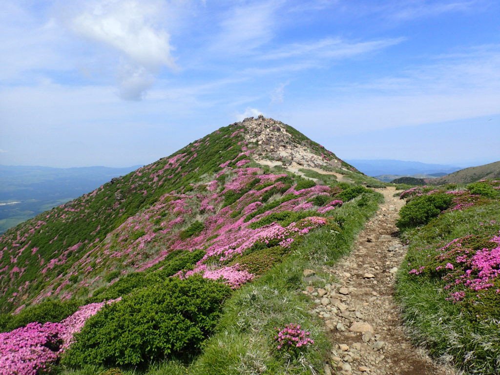 九重山(久住山)の山頂とミヤマキリシマ