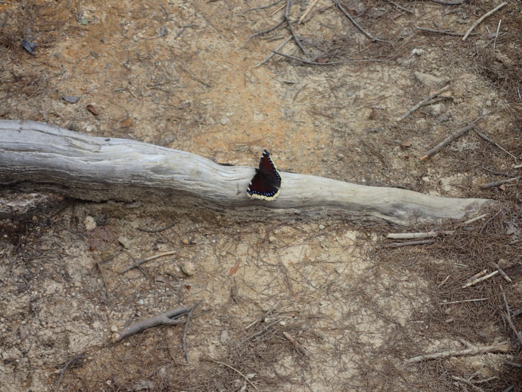 平ヶ岳の鷹ノ巣ルートの蝶