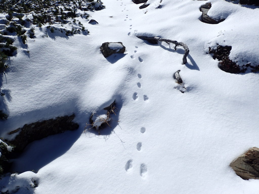 仙丈ヶ岳稜線のウサギの足跡