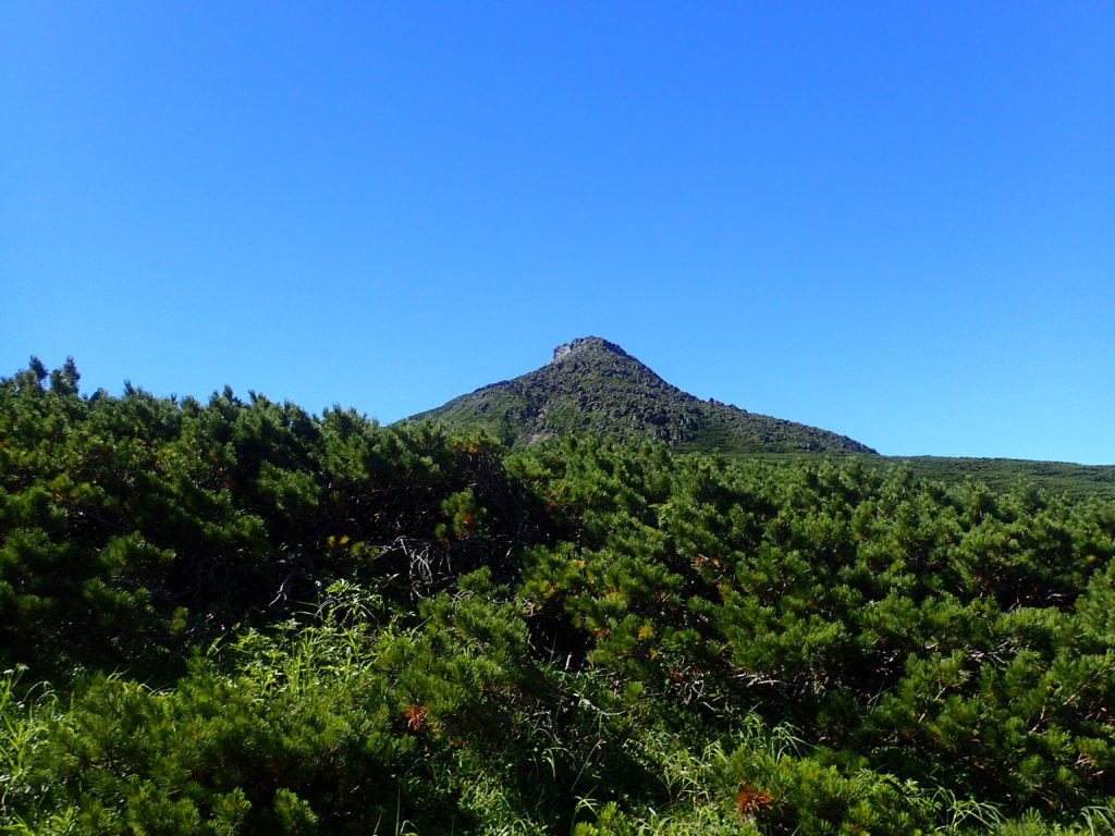 羅臼平付近から見る羅臼岳山頂