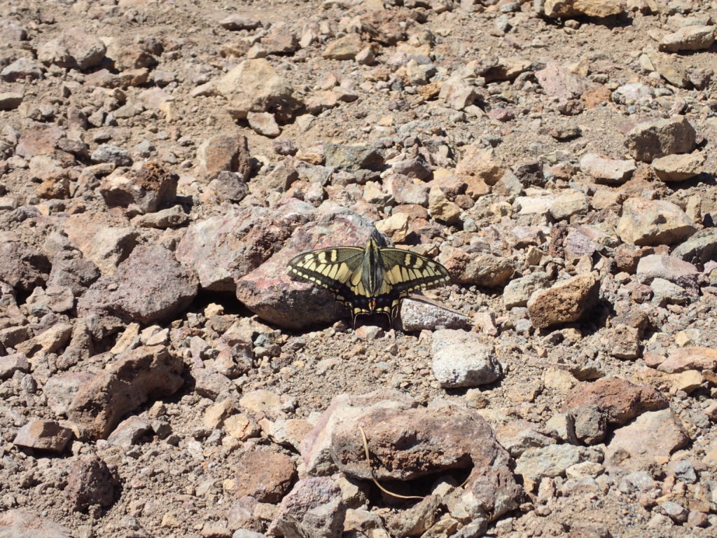 斜里岳山頂の蝶