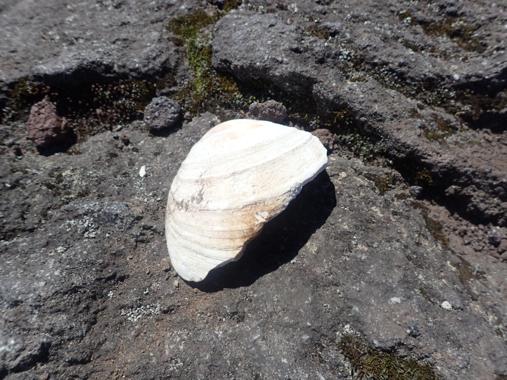 羅臼岳山頂に落ちていた貝殻