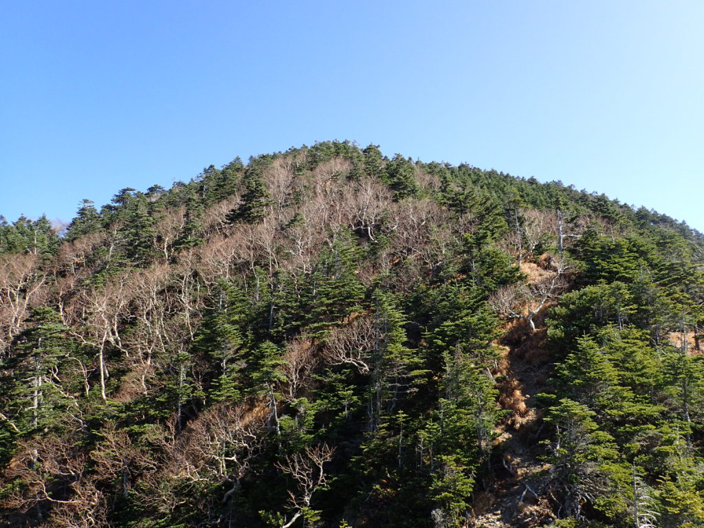 テカリ岩方向から見る光岳