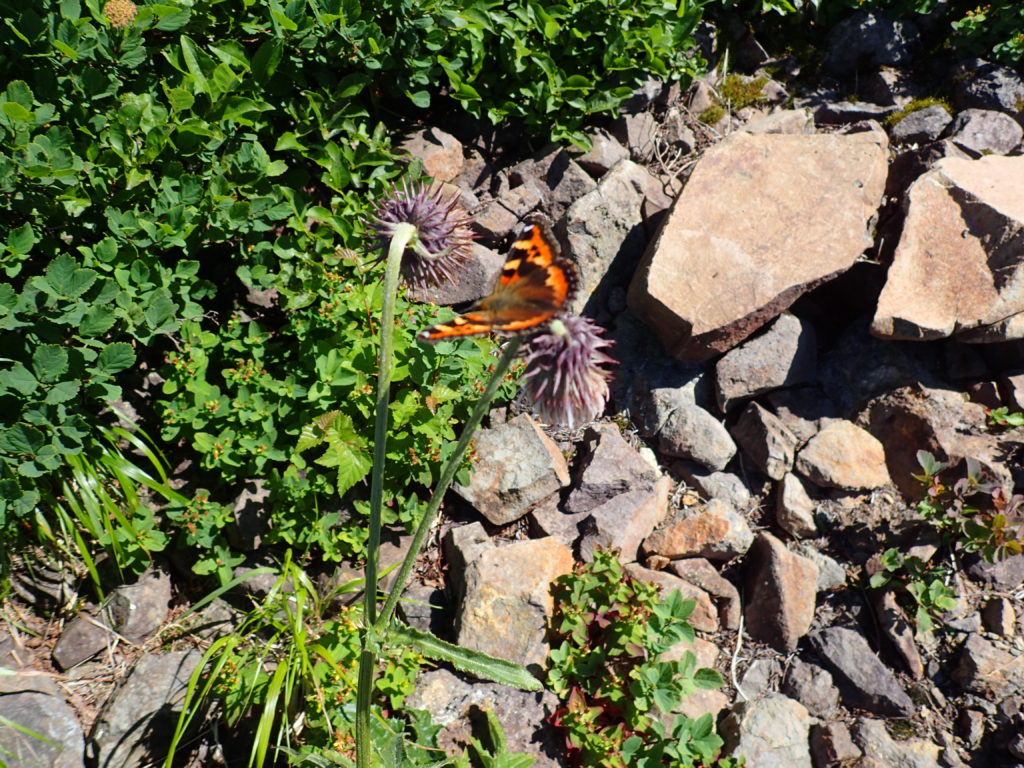 斜里岳登山道の蝶