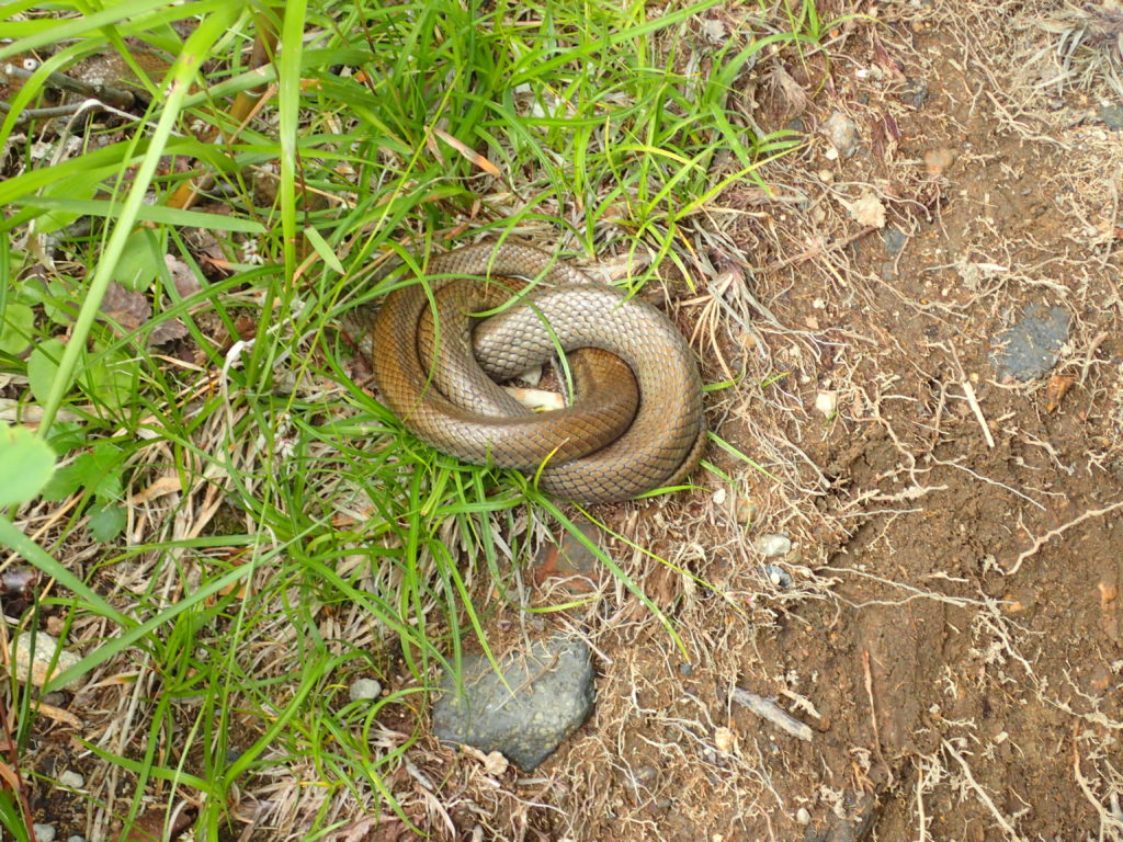 旭岳登山道にいた蛇