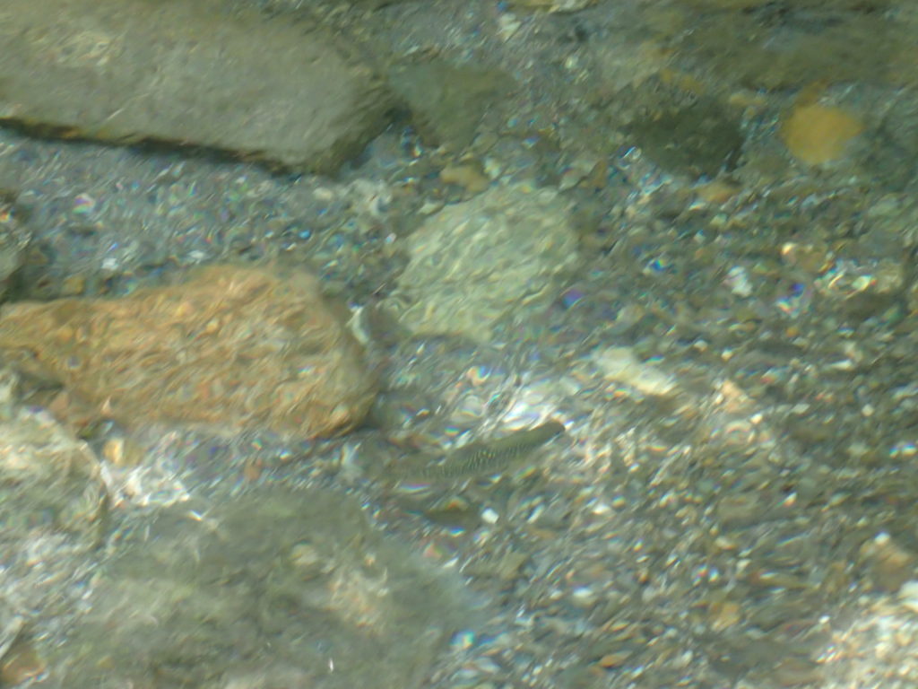 幌尻岳の振内ルートの糠平川の魚