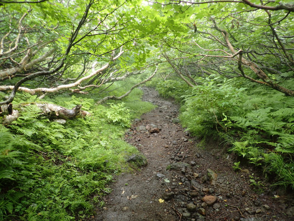 羅臼岳の岩尾別ルート登山道