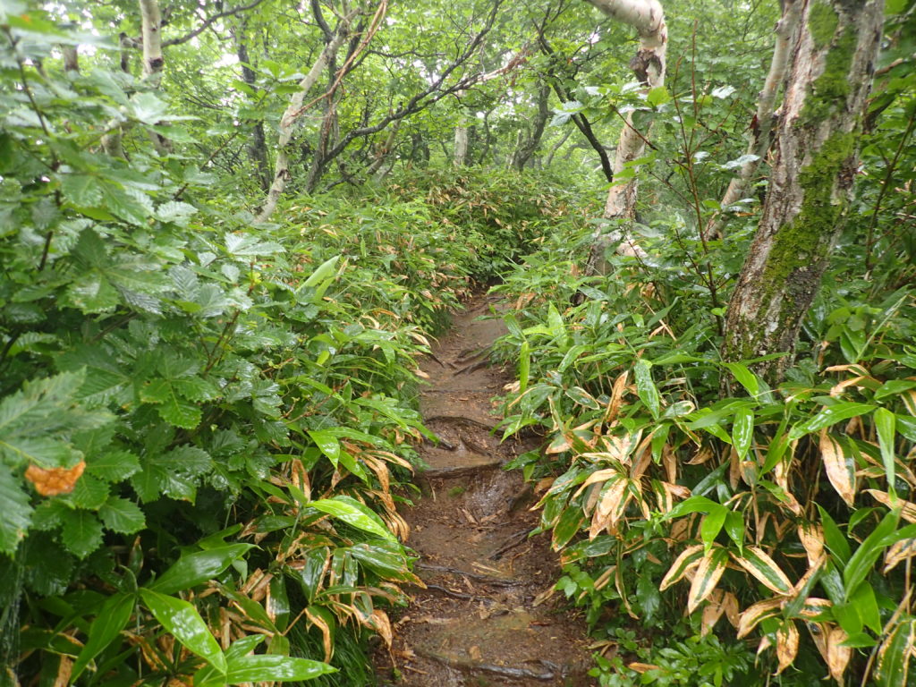 羅臼岳の岩尾別ルート登山道