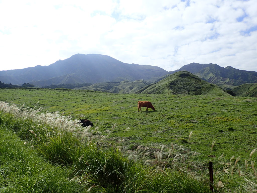 仙酔峡道路脇の牛と阿蘇山