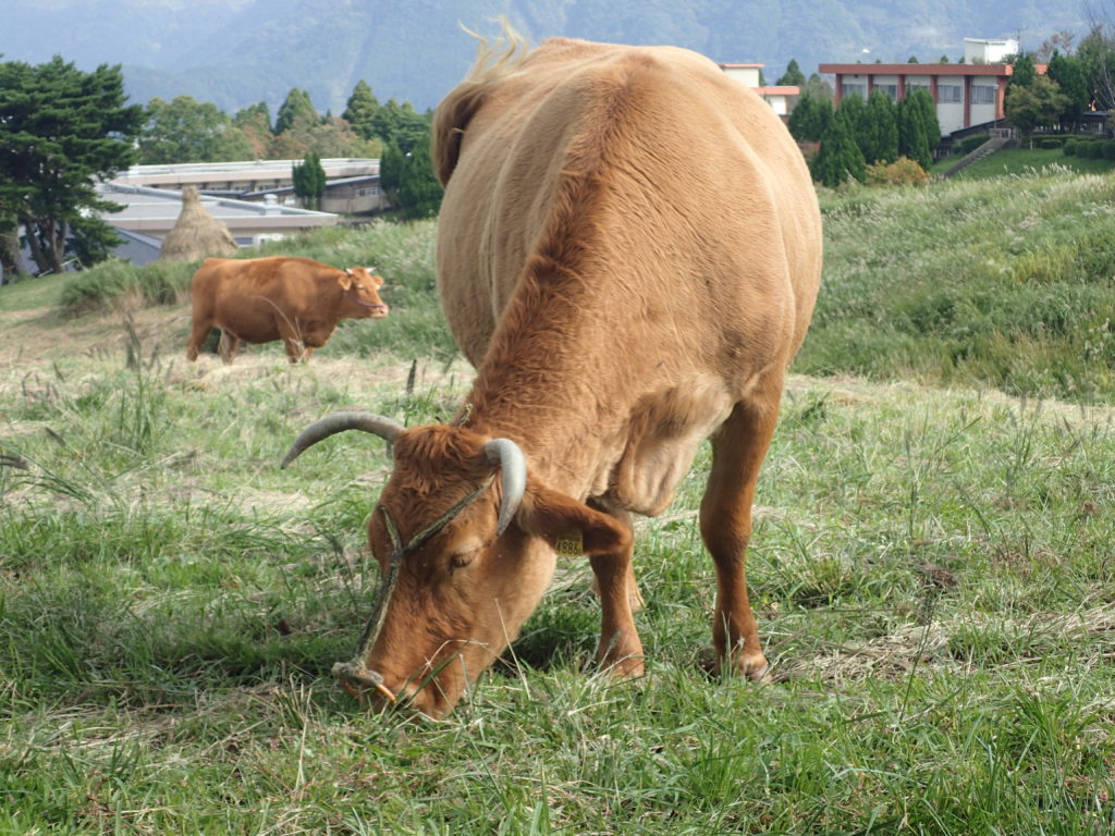 仙酔峡道路脇の牧場の牛