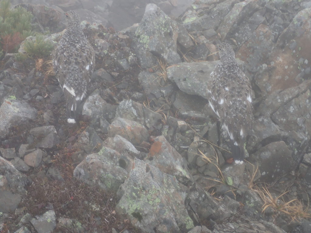 赤石岳の山頂で遭遇した雷鳥