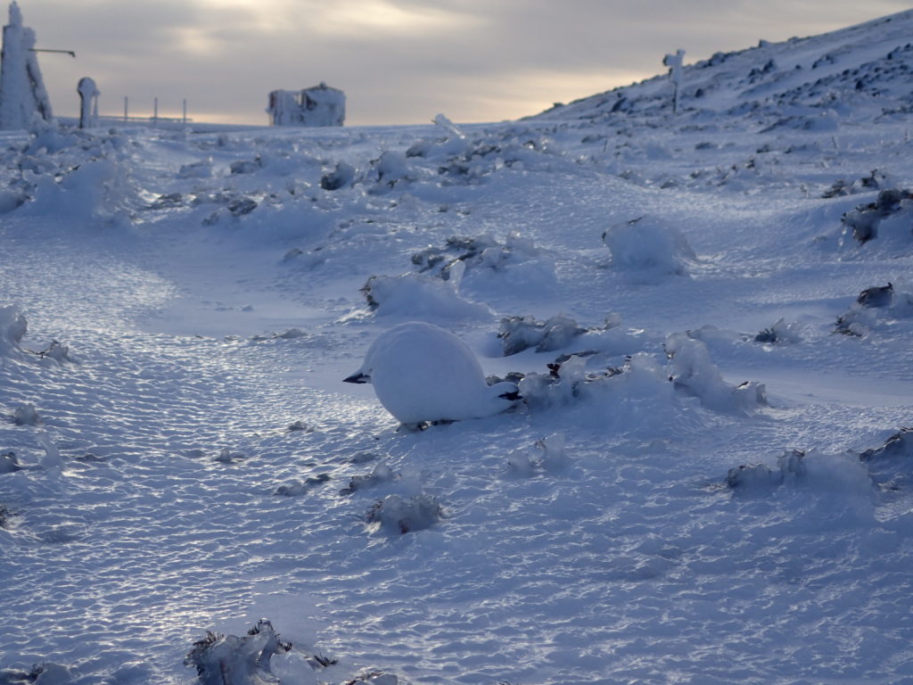 厳冬期の乗鞍岳で会うことができた氷に覆われたハイマツをついばむ雷鳥