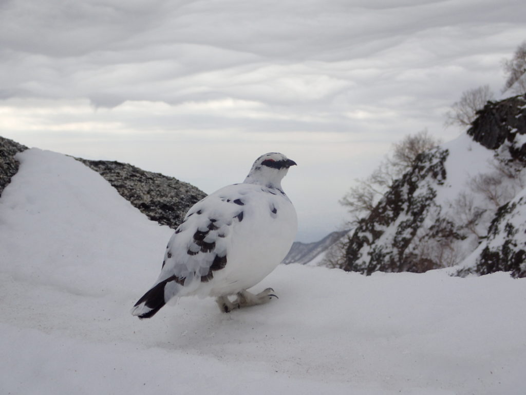 残雪の燕岳稜線で出会うことができた衣替え中の雷鳥