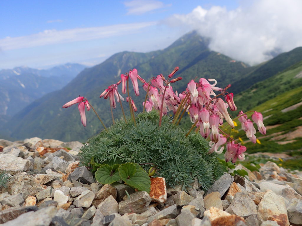 北アルプス爺ヶ岳の登山道に咲くコマクサ