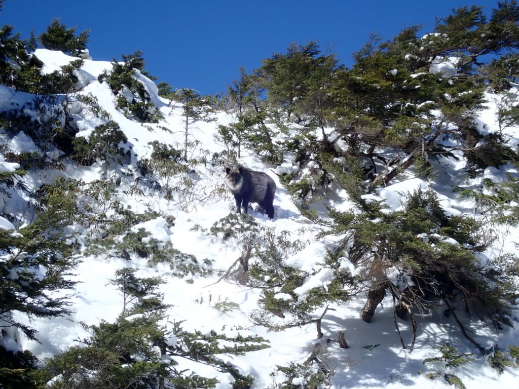 冬の北八ヶ岳登山の時にオリンパスの防水デジタルカメラタフで撮影した縞枯山荘の近くにいたカモシカ