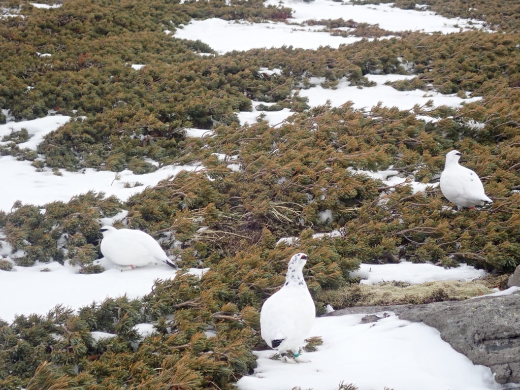冬の乗鞍岳登山の時にオリンパスの防水デジタルカメラタフで撮影した真っ白な羽毛の雷鳥