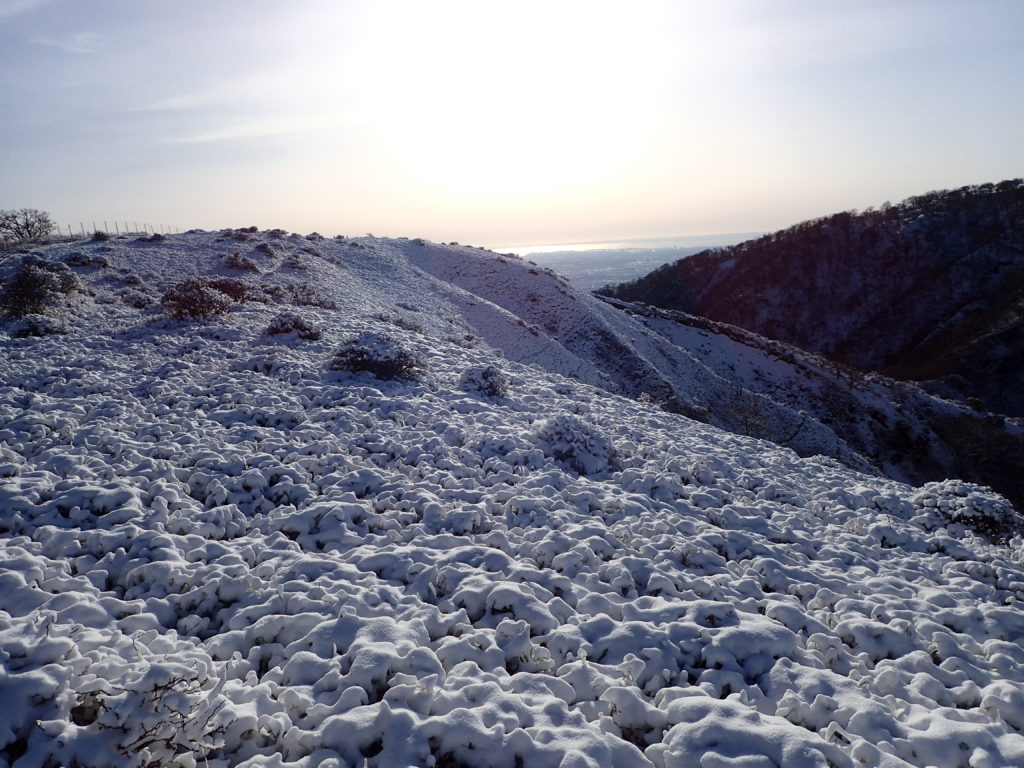 日本百名山の丹沢山登山の時にオリンパスの防水デジタルカメラタフで撮影した雪に覆われた笹と低木
