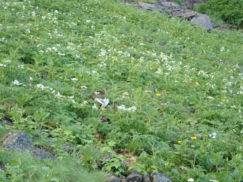 北アルプスの槍ヶ岳登山をした時に撮影した飛騨沢カールの花畑の雷鳥