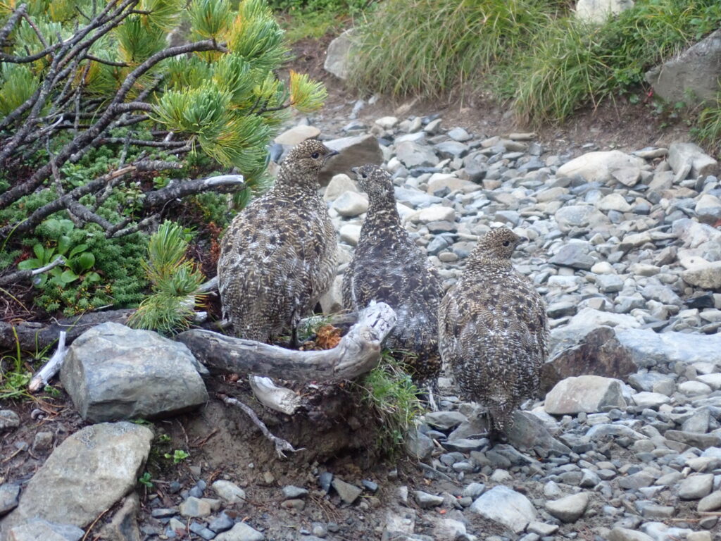 北アルプスの蝶ヶ岳登山をした時に撮影した3羽の雷鳥家族