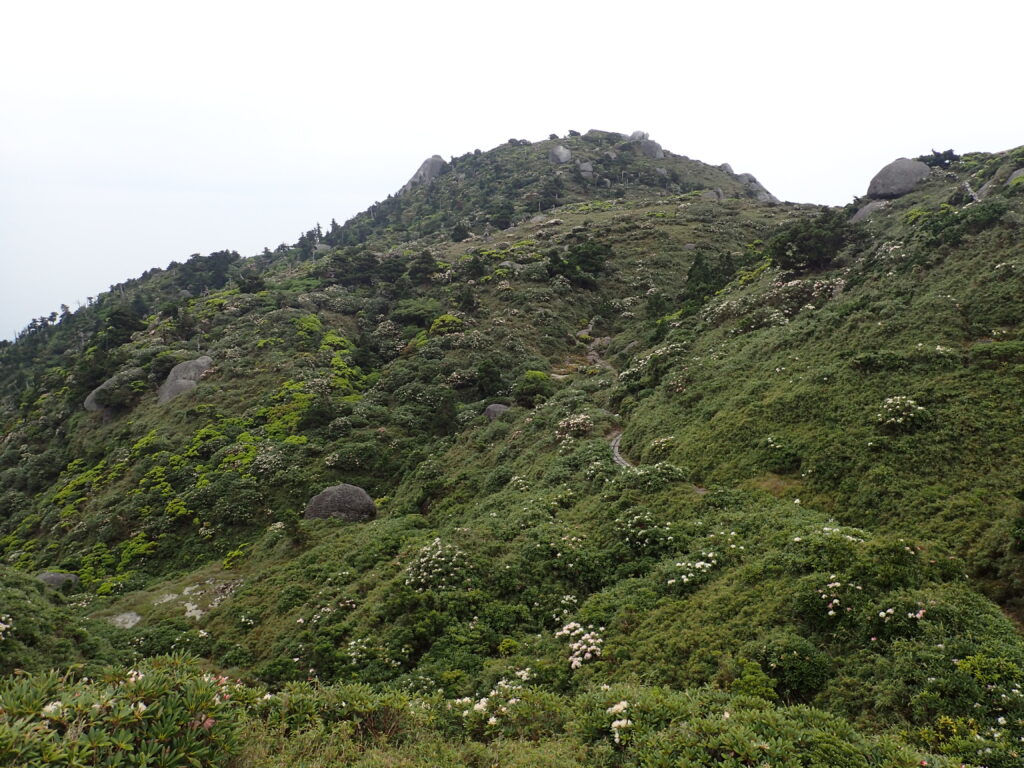 日本百名山の宮之浦岳登山をした時に撮影したヤクシマシャクナゲが咲く斜面