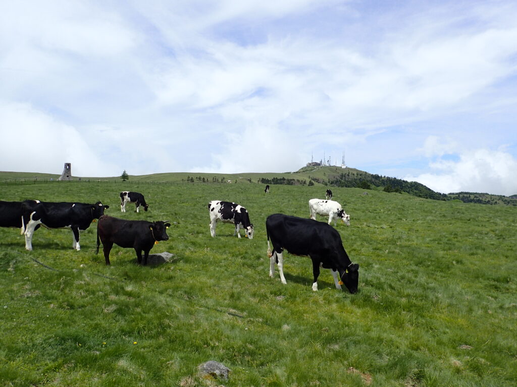 日本百名山の美ヶ原登山をした時に撮影した放牧された牛