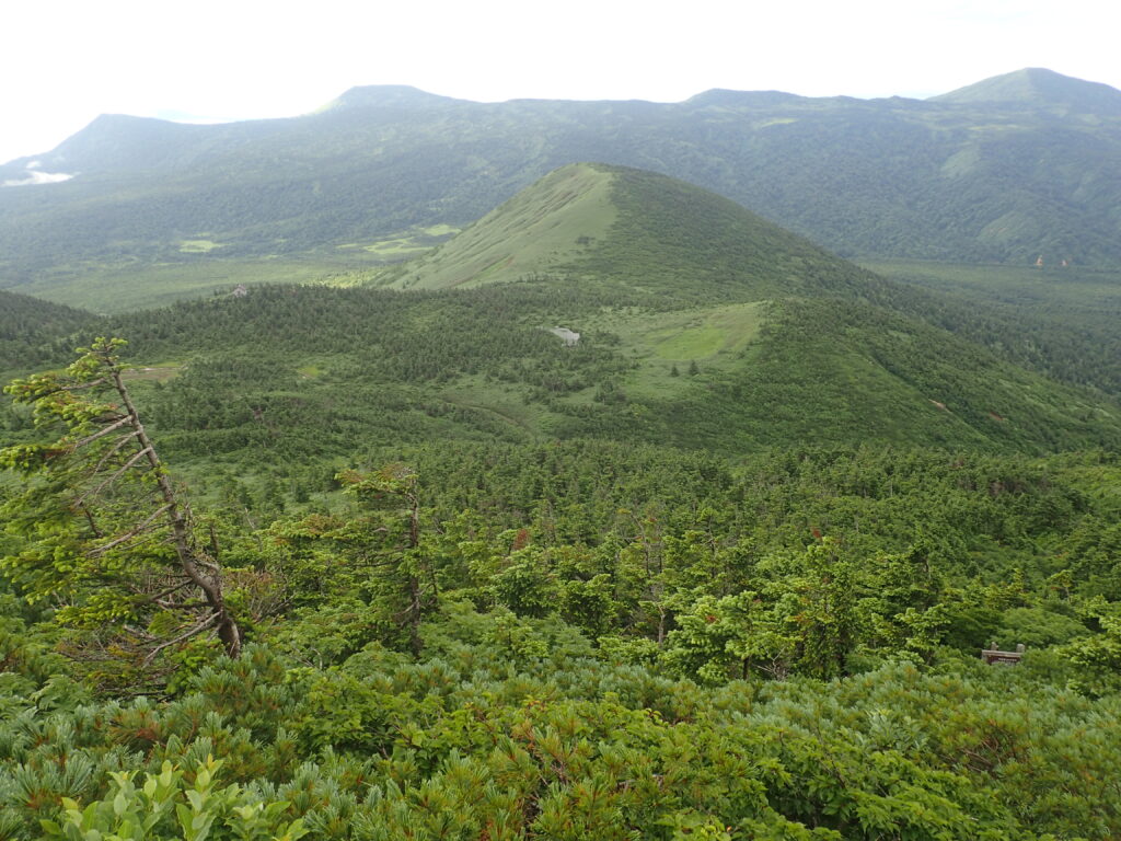 日本百名山の八甲田山登山をした時に撮影したアオモリトドマスに覆われた景色